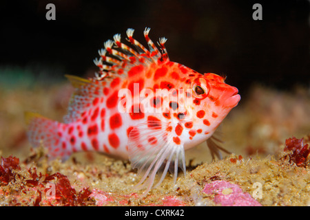 Coral hawkfish (Cirrhitichthys oxycephalus), Ponta de Sao Vicente, Isabella Island, Albemarle, Galapagos Islands, a UNESCO World Stock Photo