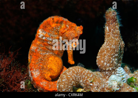 Pacific seahorse (Hippocampus ingens) and a small sponge, Ponta de Sao Vicente, Isabella Island, Albemarle, Galapagos Islands, a Stock Photo