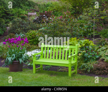 Vashon-Maury Island, WA: A chartreuse painted bench and pot of bright purple tulips on the edge of a spring perennial garden Stock Photo