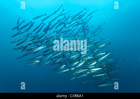 Shoal of great barracudas (Sphyraena barracuda), swimming in blue water, Floreana Island, Enderby, Galápagos Islands Stock Photo