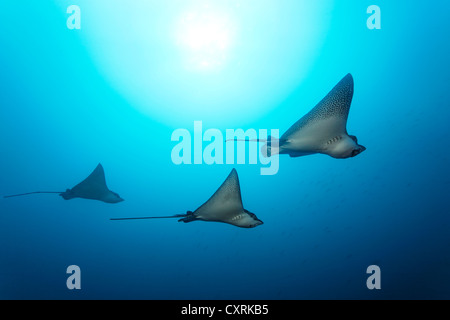 Spotted eagle rays (Aetobatus narinari) swimming in blue water, sun at the back, Floreana Island, Enderby, Galápagos Islands Stock Photo
