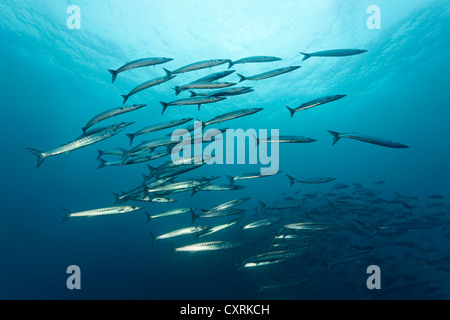 Shoal of great barracudas (Sphyraena barracuda) swimming in blue water, Floreana Island, Enderby, Galápagos Islands Stock Photo