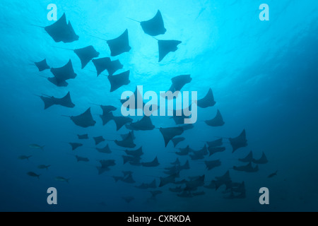 Shoal of golden cownose rays (Rhinoptera steindachneri), swimming in the open sea, Gardner Bay, Española Island also known as Stock Photo