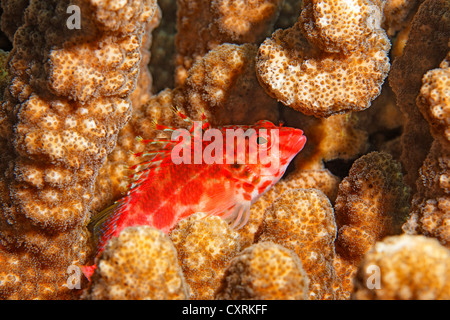 Coral hawkfish (Cirrhitichthys oxycephalus), hiding among madrepores, San Benedicto Island, near Socorro, Revillagigedo Islands Stock Photo