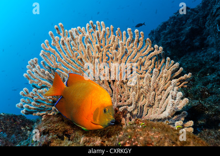 Clarion angelfish (Holacanthus clarionensis) and a small sea fan, San Benedicto Island, near Socorro, Revillagigedo Islands Stock Photo
