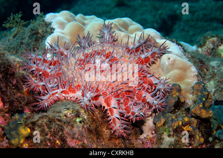 Crown-of-thorns starfish (Acanthaster planci), poisenous, feeding on madrepore, San Benedicto Island, near Socorro Stock Photo