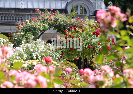 Rose garden in the Botanic Gardens, Canterbury, South Island, New Zealand Stock Photo