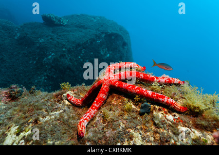 Pacific comet sea star (Linckia columbia) sitting on a rock that is overgrown with algae, reef, San Benedicto Island Stock Photo