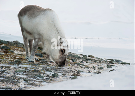 Svalbard Reindeer (Rangifer tarandus platyrhynchus), foraging for food between rocks, Longyearbyen, Spitsbergen, Svalbard Stock Photo