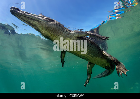 Saltwater Crocodile or Estuarine Crocodile or Indo-Pacific Crocodile (Crocodylus porosus), underwater, swimming close to surface Stock Photo