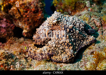 Common Octopus (Octopus vulgaris), on rocky seabed, Roca Partida, Revillagigedo Islands, Mexico, America, Eastern Pacific Stock Photo