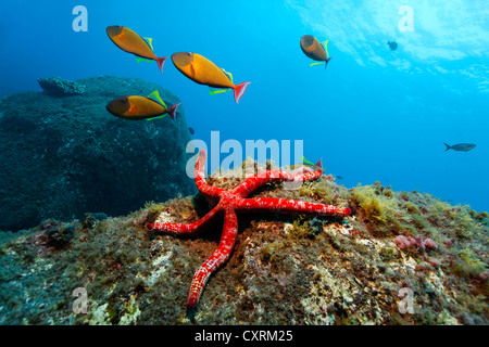 Redtail or Crosshatch Triggerfish (Xanthichthys mento), Pacific comet sea star or Variable sea star (Linckia columbiae) Stock Photo