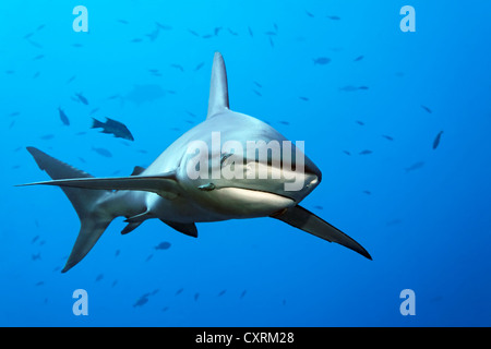 Galapagos Shark (Carcharhinus galapagensis), swimming near Roca Partida, Revillagigedo Islands, Mexico, America, Eastern Pacific Stock Photo