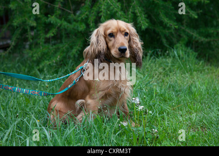 Cocker Spaniel sitting on a lawn Stock Photo