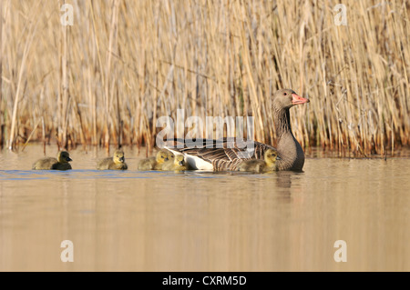 Graylag goose (Anser anser) with goslings, near Leipzig, Saxony, Germany, Europe Stock Photo
