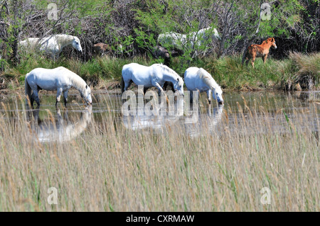 Semi-wild white Camargue horses with their foals grazing on the wetlands or etangs of the Camargue, South of France Stock Photo