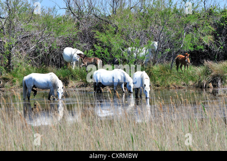 Semi-wild white Camargue horses with their foals grazing on the wetlands or etangs of the Camargue, South of France Stock Photo