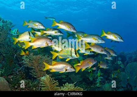 Shoal of Porkfish or Grunts (Anisotremus virginicus), socialised with Schoolmaster Snappers (Lutjanus apodus) swimming above a Stock Photo