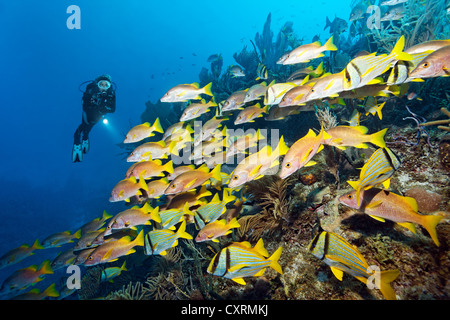 Scuba diver watching a shoal of Schoolmaster Snappers (Lutjanus apodus), socialised with Porkfish or Grunts (Anisotremus Stock Photo