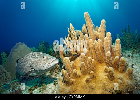 Black Grouper (Mycteroperca bonaci) swimming next to small Pillar Coral (Dendrodyra cylindrus), Republic of Cuba, Caribbean Sea Stock Photo