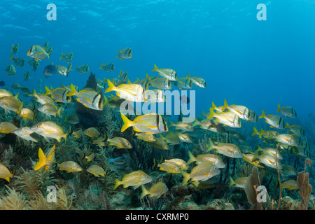 Shoal of Porkfish or Grunts (Anisotremus virginicus), socialized with White Grunts (Haemulon plumeri) swimming above coral reef Stock Photo