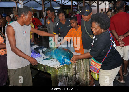 Rare large Napoleon Wrasse (Cheilinus undulatus), which stands on the Red List of Threatened Species, being sold at the fish Stock Photo