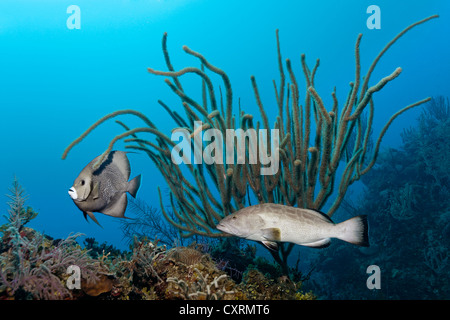 Black Grouper (Mycteroperca bonaci) and Grea Angelfish (Pomacanthus arcuatus), swimming over coral reef Stock Photo