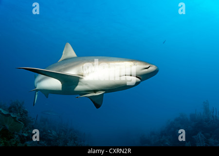 Caribbean reef shark (Carcharhinus perezi), swimming in open water above a coral reef, Republic of Cuba, Caribbean Stock Photo