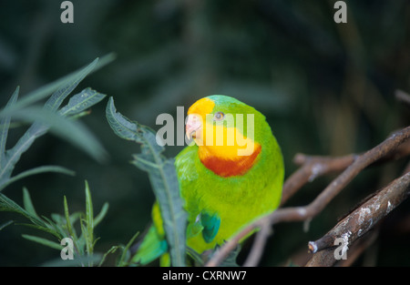 Australia, male superb parrot, found the Southern NSW and Northern Victoria. Photo taken at Heallesville sanctuary. Stock Photo