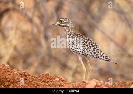 Spotted Thick-knee, Spotted Dikkop or Cape Thick-knee (Burhinus capensis), Ruaha National Park, Tanzania, East Africa, Africa Stock Photo