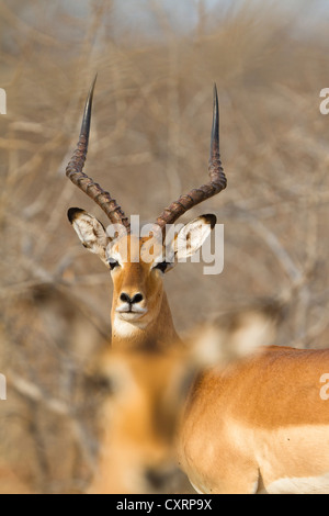 Impala (Aepyceros melampus), Ruaha National Park, Tanzania, East Africa, Africa Stock Photo