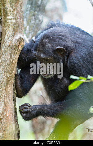 Chimpanzee (Pan troglodytes), female fishing for ants with stick, Mahale Mountains National Park, Tanzania, East Africa, Africa Stock Photo