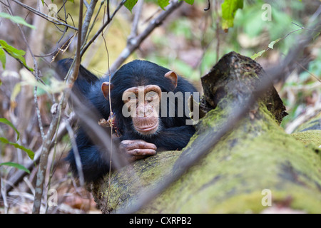 Young Chimpanzee (Pan troglodytes), resting, Mahale Mountains National Park, Tanzania, East Africa, Africa Stock Photo