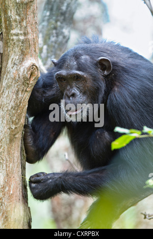 Chimpanzee (Pan troglodytes), female fishing for ants with stick, Mahale Mountains National Park, Tanzania, East Africa, Africa Stock Photo