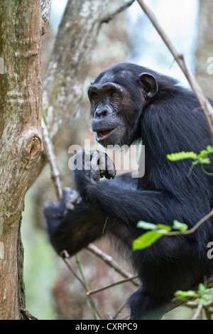 Chimpanzee (Pan troglodytes), female sitting on tree, Mahale Mountains National Park, Tanzania, East Africa, Africa Stock Photo