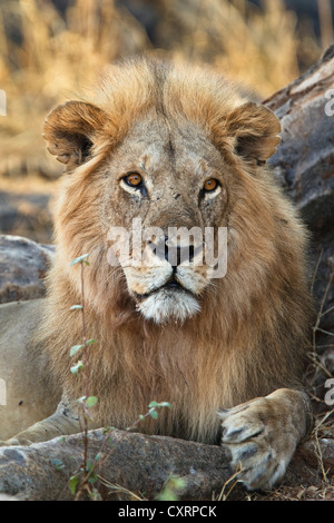 African Lion (Panthera leo), adult male, Ruaha National Park, Tanzania, East Africa, Africa Stock Photo