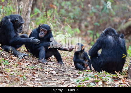 Chimpanzees (Pan troglodytes), females with baby, Mahale Mountains National Park, Tanzania, East Africa, Africa Stock Photo