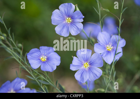 Perennial Flax or Blue flax (Linum perenne), Bulgaria, Europe Stock Photo