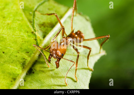 Leafcutter Ant (Atta cephalotes), cutting leaf, rainforest, Baulio Carrillo National Park, Costa Rica, Central America Stock Photo