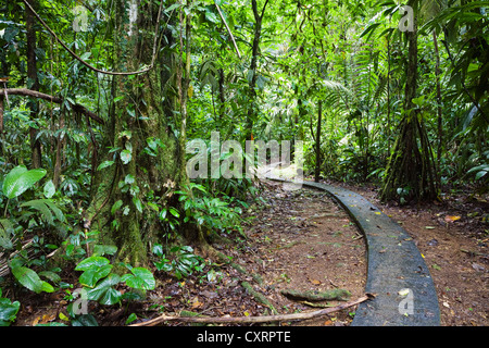 Trail in the lowland rainforest of La Selva Biological Station, Braulio Carrillo National Park, Costa Rica, Central America Stock Photo