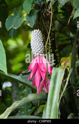 Queen Aechmea Bromeliad (Aechmea mariae-reginae), in the rainforest at La Selva Biological Research Station, Costa Rica Stock Photo
