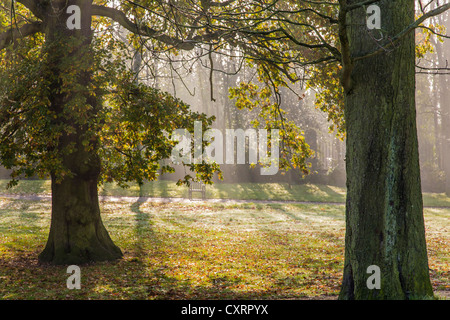 Autumn leaves in Waterlow Park, Highgate, London Stock Photo