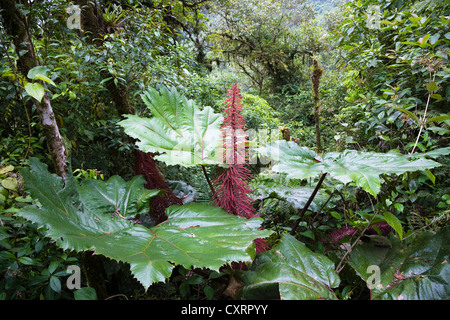 Gunnera, Giant Rhubarb (Gunnera insignis) in a mountain rainforest, Tapanti National Park, Costa Rica, Central America Stock Photo