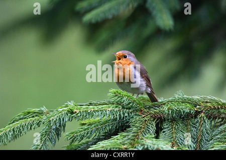European robin (Erithacus rubecula) singing, Bavaria, Germany, Europe Stock Photo