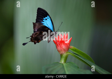 Ulysses butterfly (Papilio ulysses), rain forest, Queensland, Australia Stock Photo