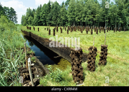 Old peat ditch in a moor, Upper Bavaria, Germany, Europe Stock Photo
