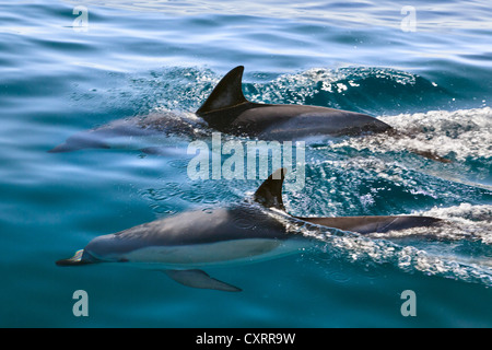 Short-beaked common dolphins (Delphinus delphis), Atlantic, off the Algarve, Portugal, Europe Stock Photo
