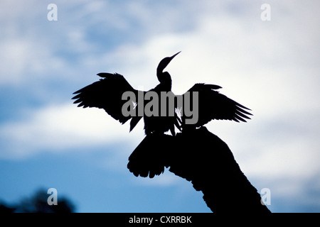 Oriental Darter or Indian Darter (Anhinga melanogaster ), sometimes called Snakebird, perched on a dead tree trunk Stock Photo