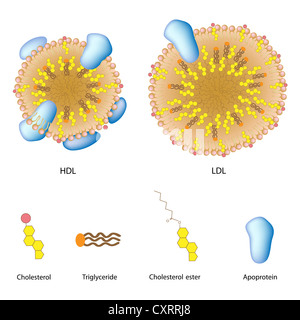 Lipoproteins of the blood, LDL and HDL structure Stock Photo