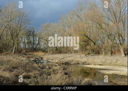 Wetlands, dark clouds at the back, Danube-Auen National Park, Lower Austria, Austria, Europe Stock Photo